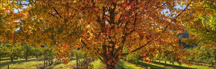 Shades of Autumn - VIC (PBH4 00 13248)